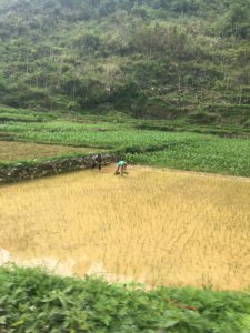 Harvesting in Asia