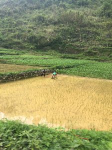 Harvesting in Asia